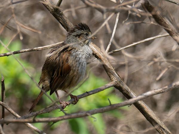 <h3><a href="/trips/orlando/biota/animalia/chordata/aves/040 passeriformes/126 emberizidae/melospiza georgiana/melospiza georgiana-nl.html">Melospiza&nbsp;georgiana</a> / Swamp&nbsp;sparrow / Moerasgors</h3>OM-1 Mark II met M.300mm F4.0 + MC-14, 1/2000 sec  bij F5.6, ISO 800, afstand 14.4&nbsp;m